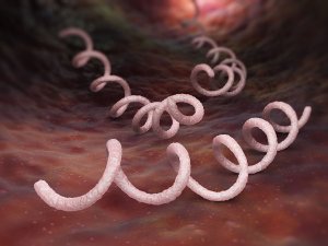 T. pallidum là một vi khuẩn hình xoắn ốc với các đường xoắn quấn chặt vào nhau